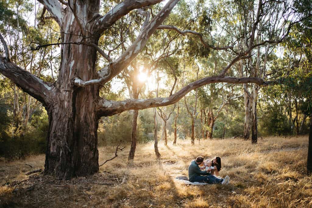 a family sits under a huge gumtree in westerfolds park in templestowe